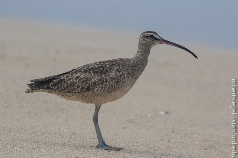 galapagos